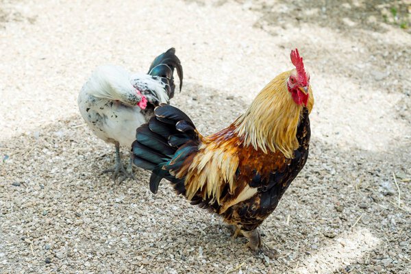 A colorful peruh, the symbol of the year in the eastern calendar, walks the farmyard yard.