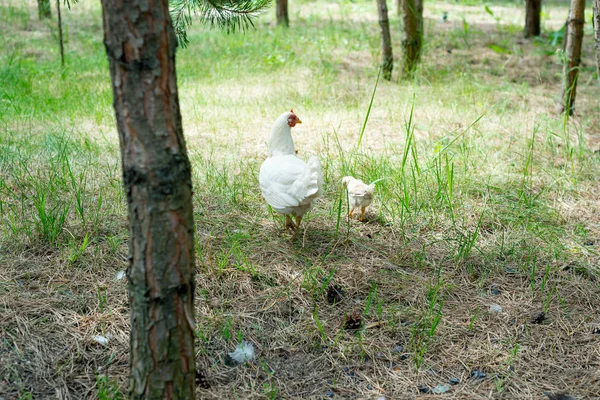 Närbild Mamma Kyckling Med Sina Bebis Kycklingar Gräs — Stockfoto