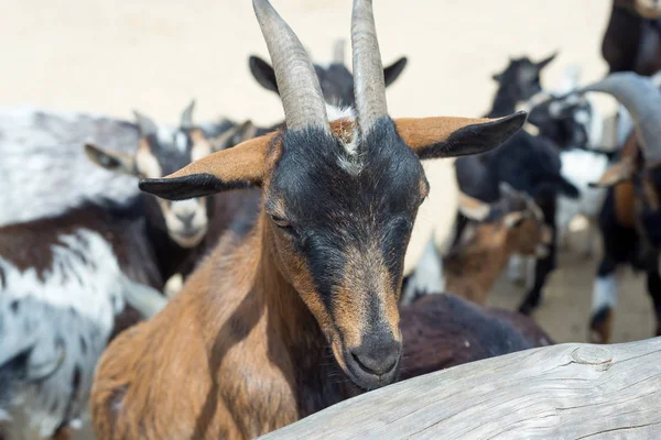 Girl Farm Feeding Goats Cattle — Stock Photo, Image