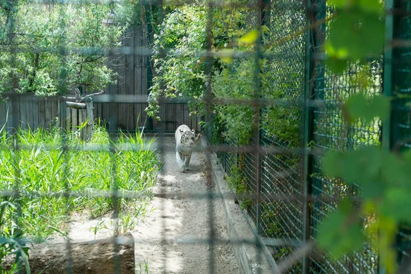 A white, stern tiger walks in an iron cage in a zoo in captivity.