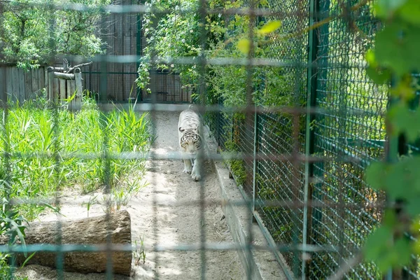 A white, stern tiger walks in an iron cage in a zoo in captivity.