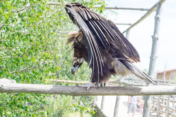 Il collo marrone della famiglia Hawk guarda la sua vittima seduta su un ramo. Avvoltoio grifone (Gyps fulvus) seduto su un ramo nel suo habitat — Foto Stock