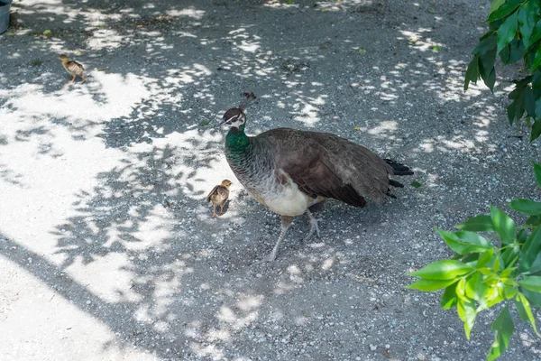Mamma går med sina påfågel kycklingar under utfodring i vilt. Kycklingar Peacock i naturen. En familj av påfåglar för en promenad. — Stockfoto