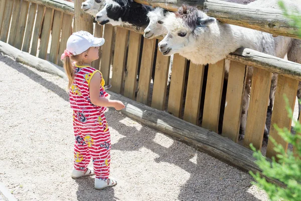 stock image Alpaca, the lama looks at visitors through the fence of the zoo. Life in captivity. The child, the little girl feeds the llama.