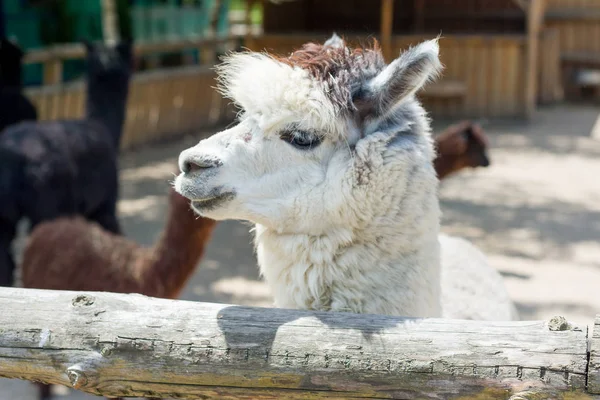 Alpaka, hayvanat bahçesine çit üzerinden ziyaretçileri ve lama bakar. Esaret hayatı.