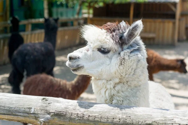 Alpaka, hayvanat bahçesine çit üzerinden ziyaretçileri ve lama bakar. Esaret hayatı.