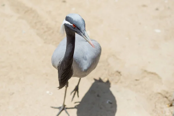 Crane Stäppen Fågel Ukraina Stäppen Crane Nära Upp Reserven — Stockfoto