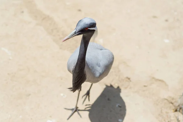 Kraan steppe is een vogel uit Oekraïne. Steppe kraan close-up in de reserve. — Stockfoto