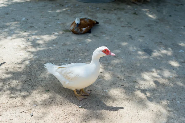 Wild ducks and geese in summer near the pond in the reserve. Ornithology. — Stock Photo, Image