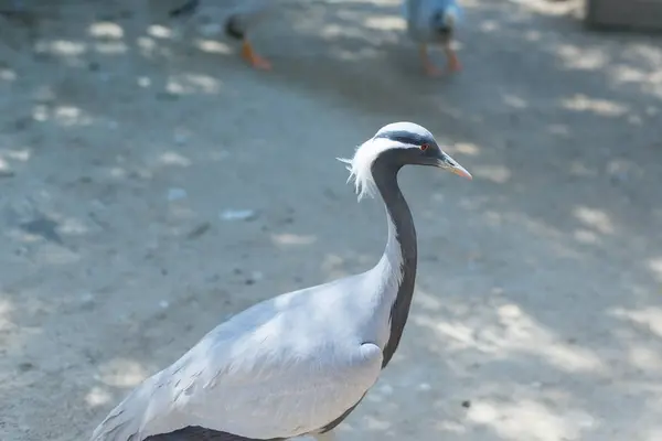 Kranichsteppe ist ein Vogel der Ukraine. Steppenkranich hautnah im Reservat. — Stockfoto