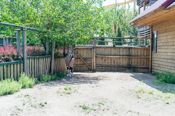 Антилопи Oryx Красиві Ungulate Тварина Межі Зникнення Антилопа Які Проживають — стокове фото