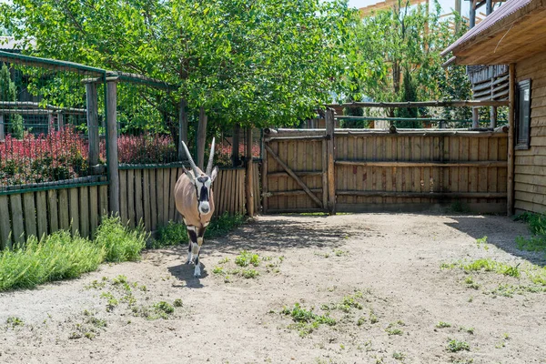 Antilop, öküz, oryx - bir güzel ungulate hayvan yok olma eşiğinde. Hayvanat bahçesinde yaşayan Orix. — Stok fotoğraf