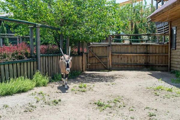 Antilop Öküz Oryx Bir Güzel Ungulate Hayvan Yok Olma Eşiğinde — Stok fotoğraf