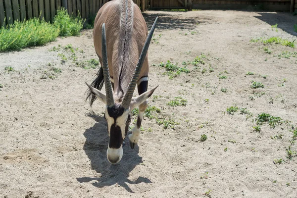 Antilop, öküz, oryx - bir güzel ungulate hayvan yok olma eşiğinde. Hayvanat bahçesinde yaşayan Orix. — Stok fotoğraf