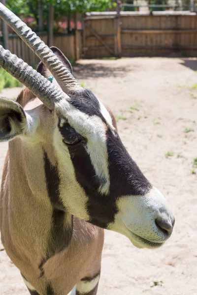 Antelope, ox, oryx - a beautiful ungulate animal on the brink of extinction. Orix living in the zoo. — Stock Photo, Image