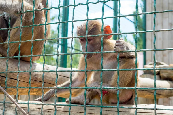 Macacos Engraçados Pedem Comida Aos Visitantes Zoológico Através Uma Gaiola Fotografias De Stock Royalty-Free