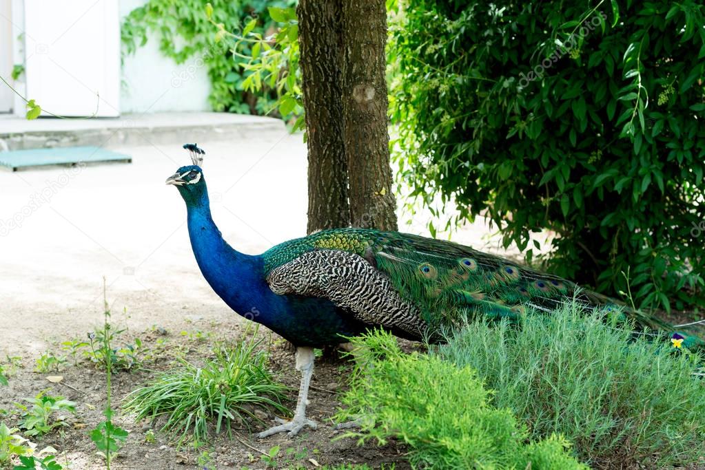 A handsome, proud male peacock walks through the summer park.