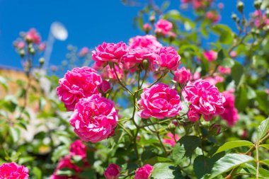 Bir güzel kokulu güzel bush kıvırcık pembe gül çay mavi gökyüzü arka plan üzerinde.