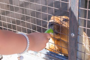 Bir çocuk, küçük bir kız, bir demir ızgara üzerinden gopher hayvanat bahçesinde beslenir..