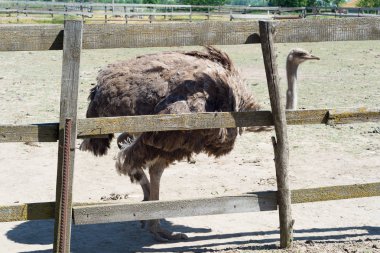 Hayvanat Bahçesi çitlerden dışarı büyük bir gri devekuşu peeps.