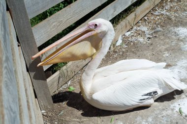 Büyük beyaz ya da doğu beyaz pelikan, pelikan veya beyaz pelikan, pelikan familyasından bir kuş türü. Güneydoğu Avrupa 'dan Asya' ya ve Afrika 'da bataklıklar ve sığ göllerde ürer..
