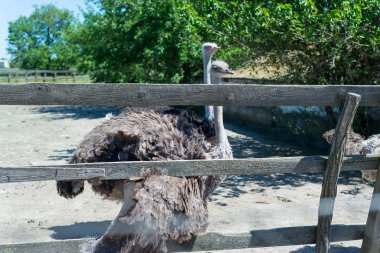Hayvanat Bahçesi çitlerden dışarı büyük bir gri devekuşu peeps.