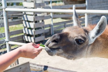 Gıda hayvanat bahçesinde elinden ziyaretçilerden bir güzel alpaka hayvan yiyor.