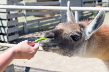 Gıda hayvanat bahçesinde elinden ziyaretçilerden bir güzel alpaka hayvan yiyor.