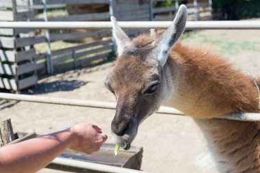 Gıda hayvanat bahçesinde elinden ziyaretçilerden bir güzel alpaka hayvan yiyor.