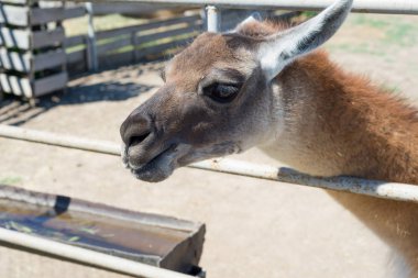 Gıda hayvanat bahçesinde elinden ziyaretçilerden bir güzel alpaka hayvan yiyor.