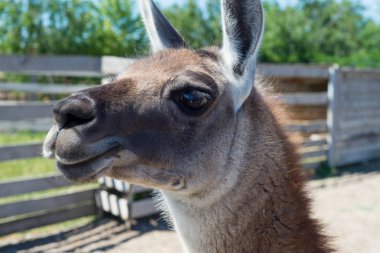 Gıda hayvanat bahçesinde elinden ziyaretçilerden bir güzel alpaka hayvan yiyor.