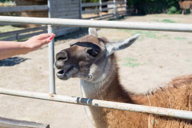 Gıda hayvanat bahçesinde elinden ziyaretçilerden bir güzel alpaka hayvan yiyor.