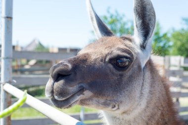Gıda hayvanat bahçesinde elinden ziyaretçilerden bir güzel alpaka hayvan yiyor.
