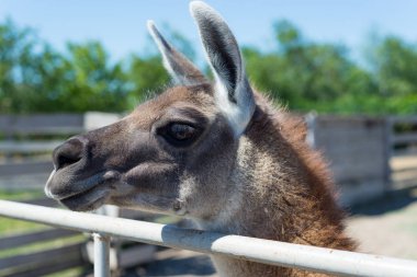 Gıda hayvanat bahçesinde elinden ziyaretçilerden bir güzel alpaka hayvan yiyor.