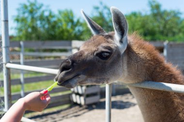 Gıda hayvanat bahçesinde elinden ziyaretçilerden bir güzel alpaka hayvan yiyor.