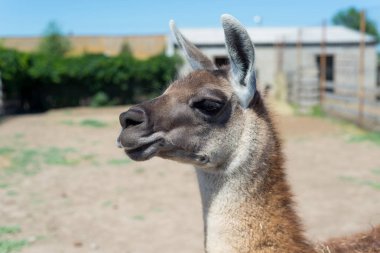 Gıda hayvanat bahçesinde elinden ziyaretçilerden bir güzel alpaka hayvan yiyor.