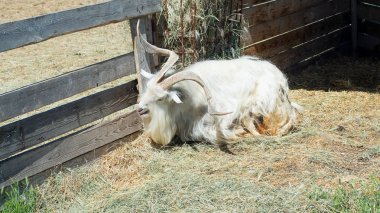 Boynuzlu keçi çiftliği ahşap çit arkasında saman yiyor.