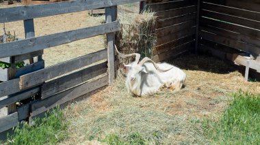 Boynuzlu keçi çiftliği ahşap çit arkasında saman yiyor.