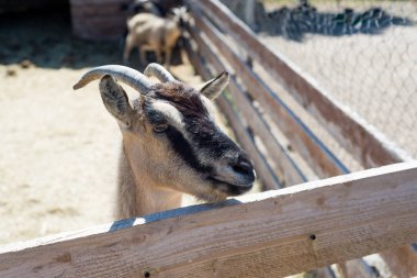 Boynuzlu keçi çiftliği ahşap çit arkasında saman yiyor.