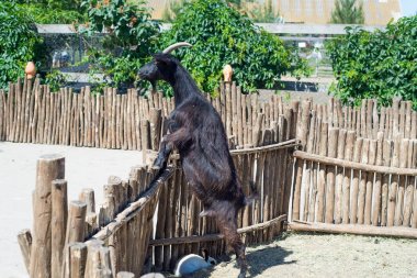 Boynuzlu keçi çiftliği ahşap çit arkasında saman yiyor.