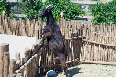 Boynuzlu keçi çiftliği ahşap çit arkasında saman yiyor.