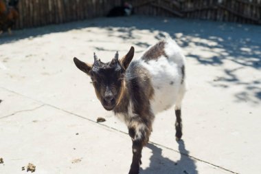 Boynuzlu keçi çiftliği ahşap çit arkasında saman yiyor.