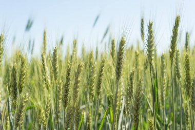 Bir yaz alan buğday yakın çekim yeşil spikelets.