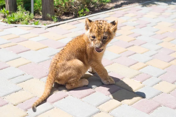 Een Kleine Schattige Kleine Tijger Spelen Dierentuin Jeugd Predator — Stockfoto