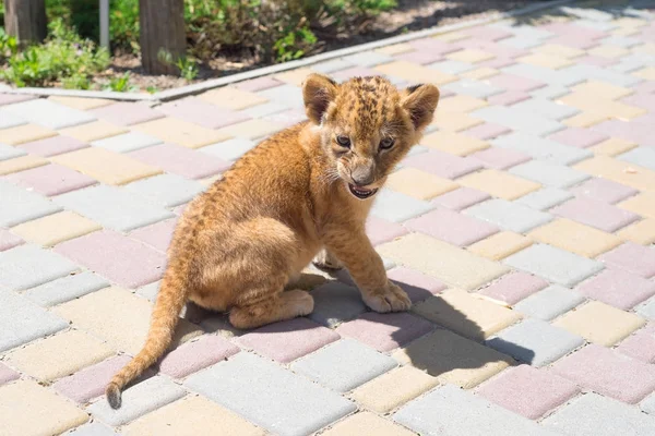 Een Kleine Schattige Kleine Tijger Spelen Dierentuin Jeugd Predator — Stockfoto