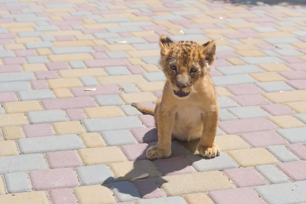 Ein Kleiner Süßer Kleiner Tiger Der Zoo Spielt Raubtier Kindesalter — Stockfoto