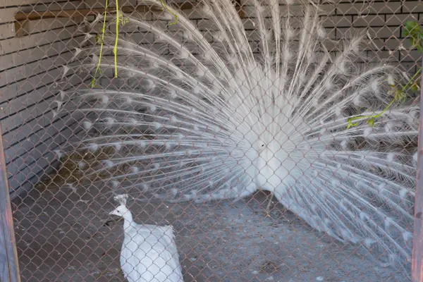 Bellissimo pavone bianco in una gabbia di ferro in uno zoo . — Foto Stock