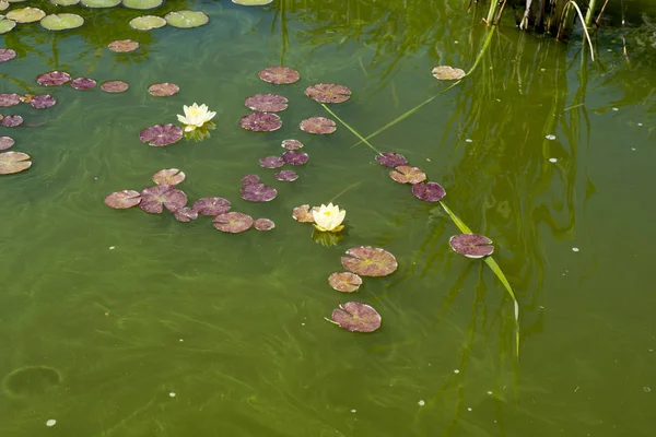 Lirio de agua amarilla y rosa en un estanque —  Fotos de Stock