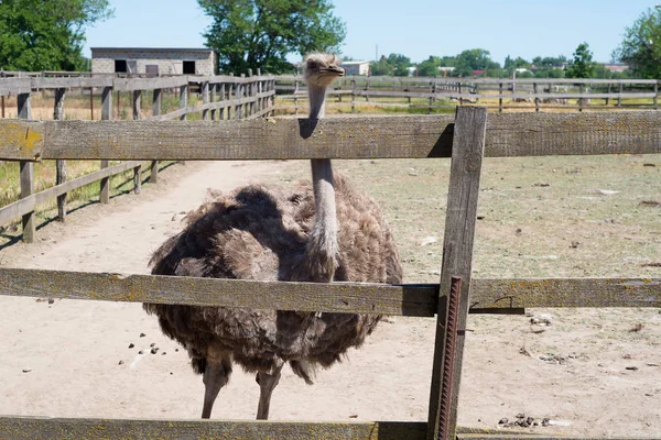 Hayvanat Bahçesi çitlerden dışarı büyük bir gri devekuşu peeps.