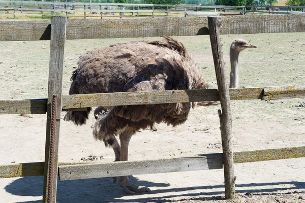 Hayvanat Bahçesi çitlerden dışarı büyük bir gri devekuşu peeps.